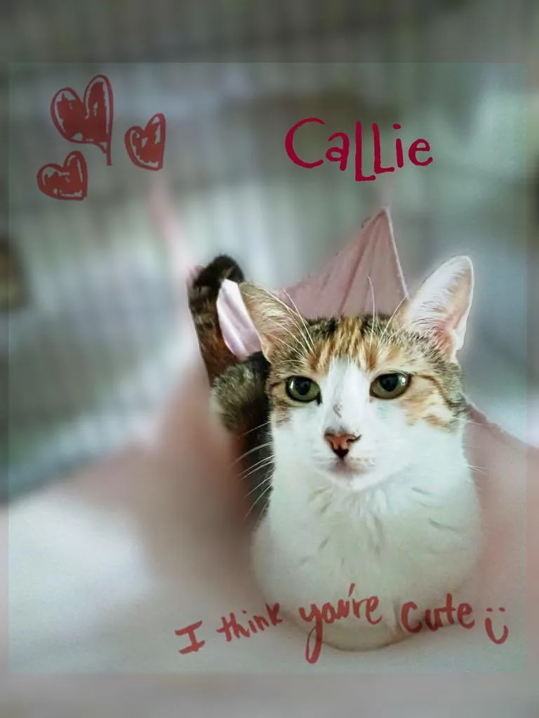 Callie thumbnail 3