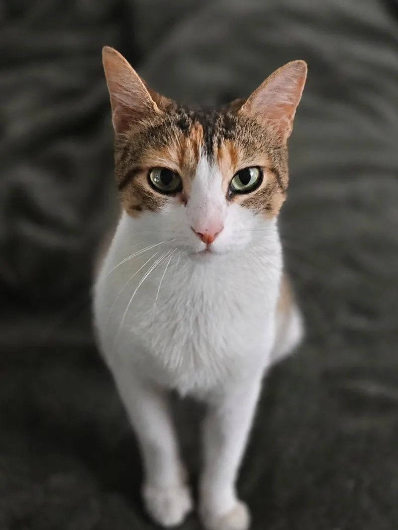 An adult medium-sized female Calico Domestic Short Hair cat named Empress Ibu of Tulamben for adoption in Houston, TX