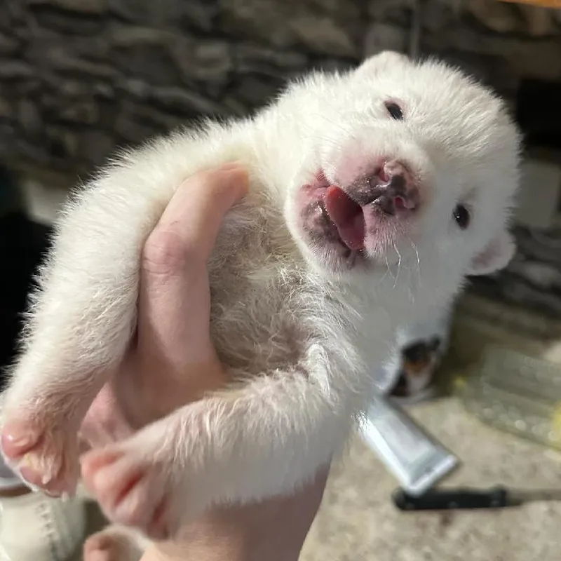 A baby medium-sized male White / Cream Husky dog named Frost for adoption in Phoenix, AZ