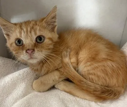 A baby small-sized male Domestic Short Hair cat named Bubble Guppy for adoption in Westland, MI
