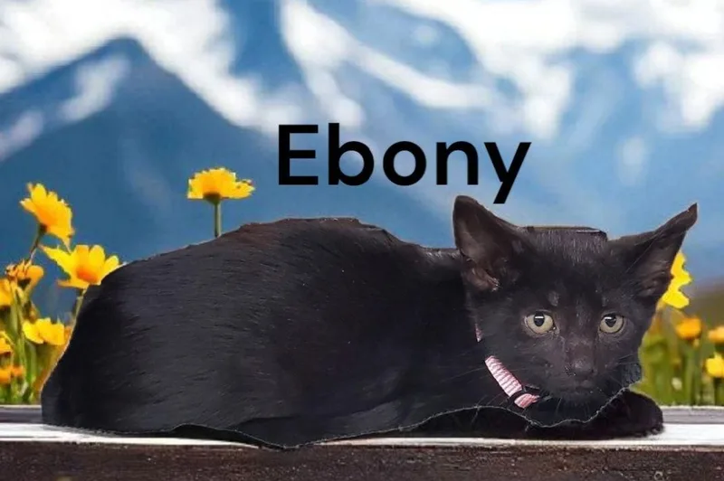 Ebony thumbnail 2