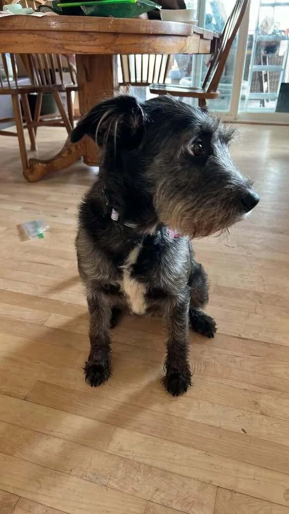 An adult medium-sized female Tricolor (Brown, Black, & White) Schnauzer dog named Millie for adoption in Plymouth, MN