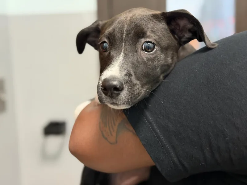 A baby small-sized female Pit Bull Terrier dog named Mocha for adoption in Tulsa, OK