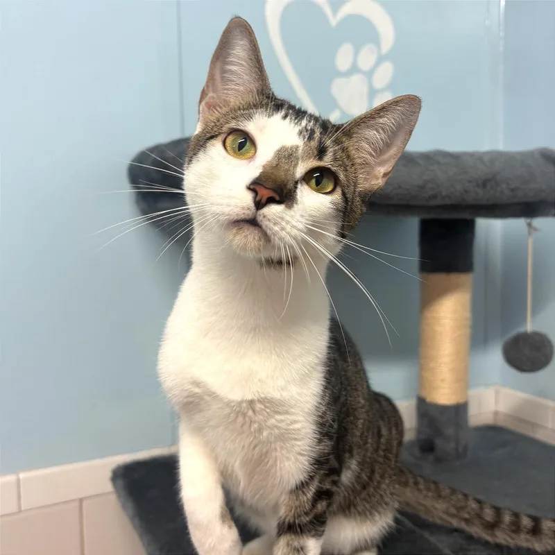 A young medium-sized female White Domestic Short Hair cat named Costco for adoption in Fort Lauderdale, FL