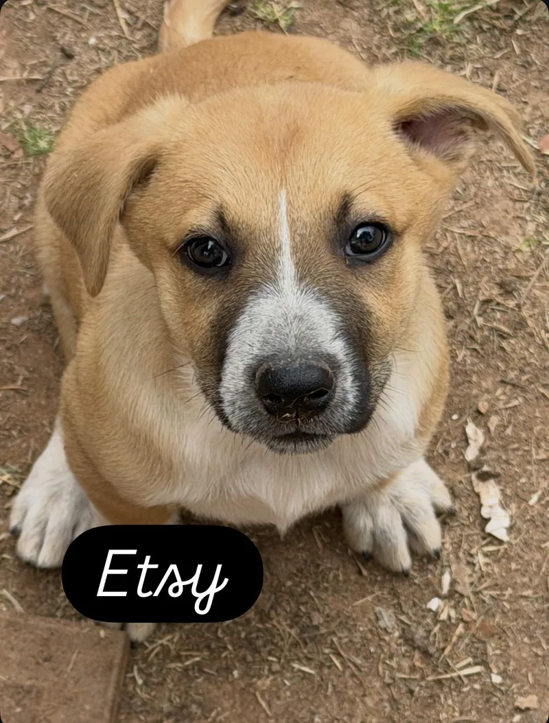 A baby large-sized female Golden Black Mouth Cur dog named Etsy for adoption in Gilbert, AZ