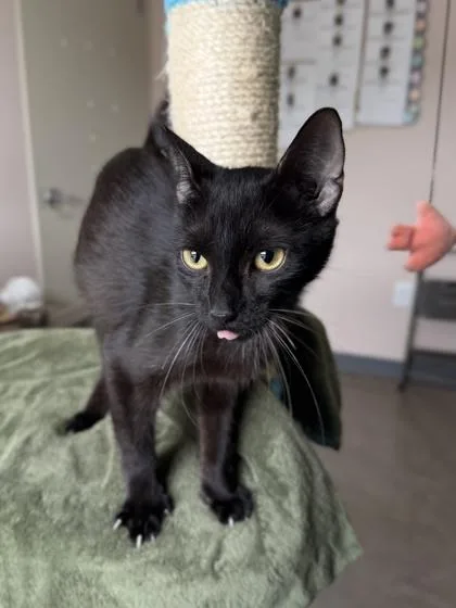 An adult small-sized female Domestic Short Hair cat named Santana for adoption in Barnesville, GA