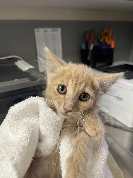 A baby small-sized male Domestic Short Hair cat named Cauliflower for adoption in Las Vegas, NV