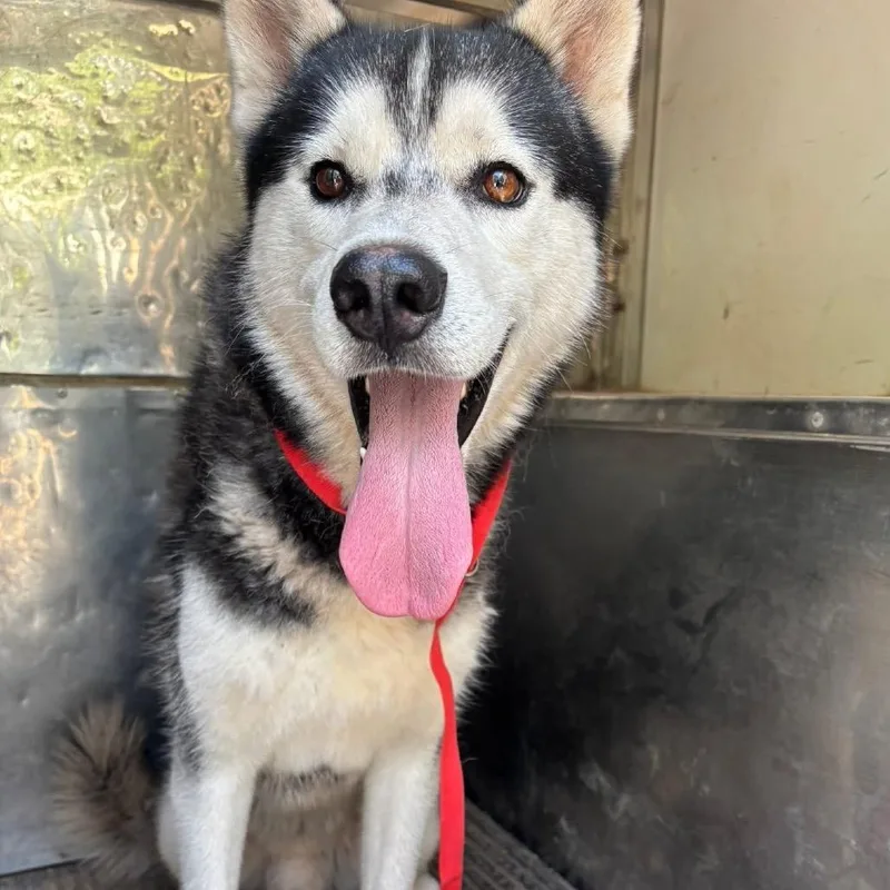 An adult medium-sized male Black Mixed Breed dog named Huey for adoption in Pauls Valley, OK