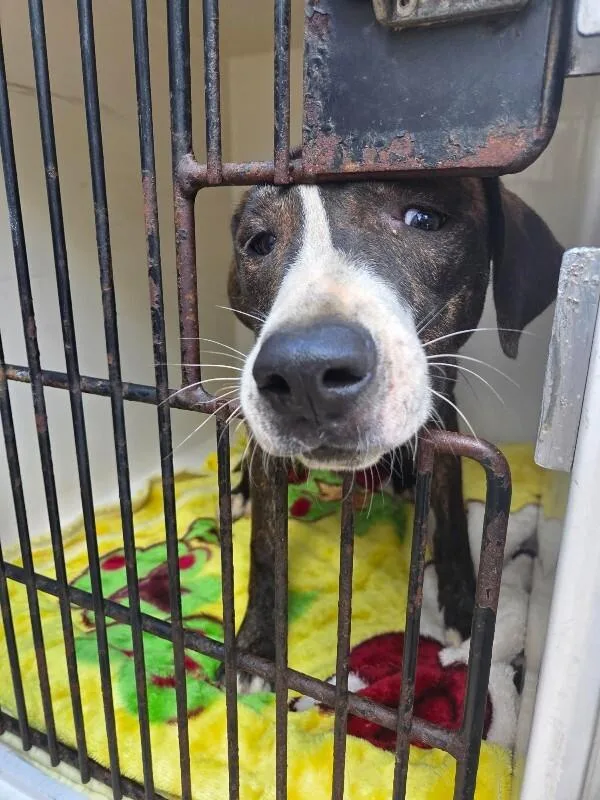 An adult medium-sized male Brindle Mixed Breed dog named Pewee for adoption in Mobile, AL