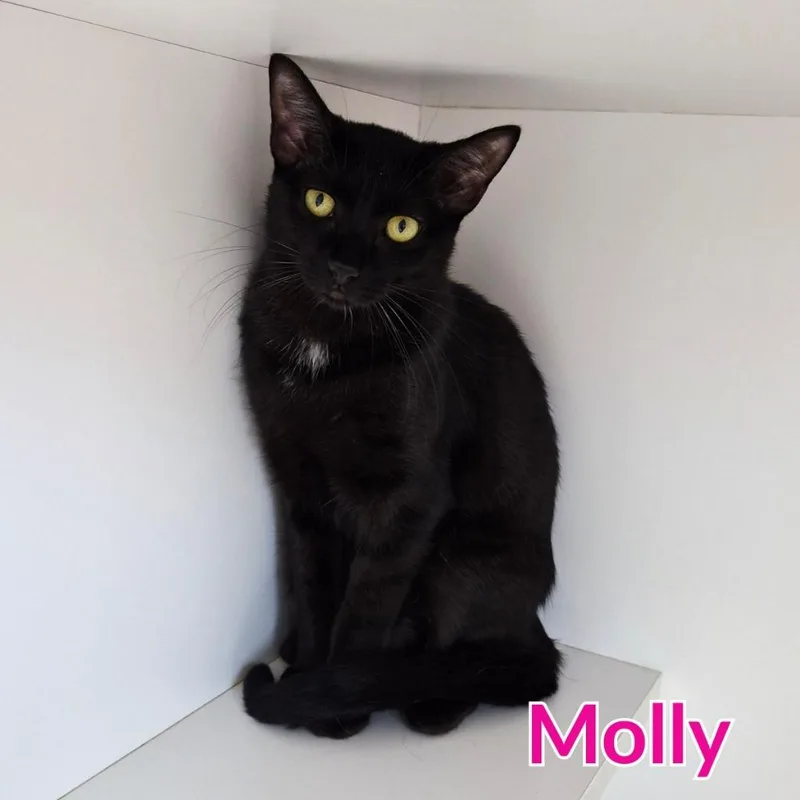 A young medium-sized female Domestic Short Hair cat named Molly for adoption in North Saint Paul, MN