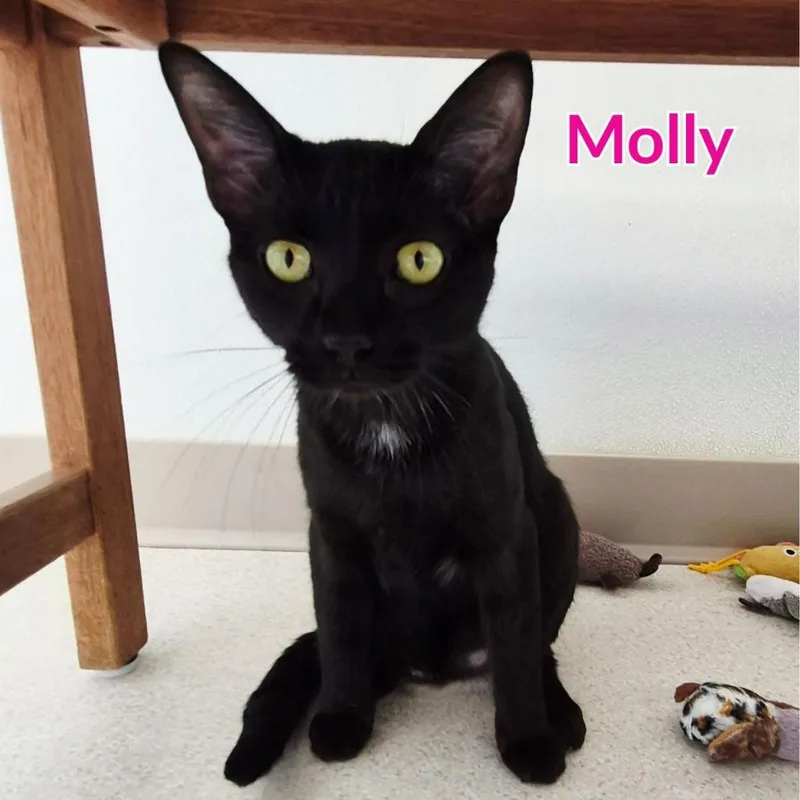 Molly thumbnail 2