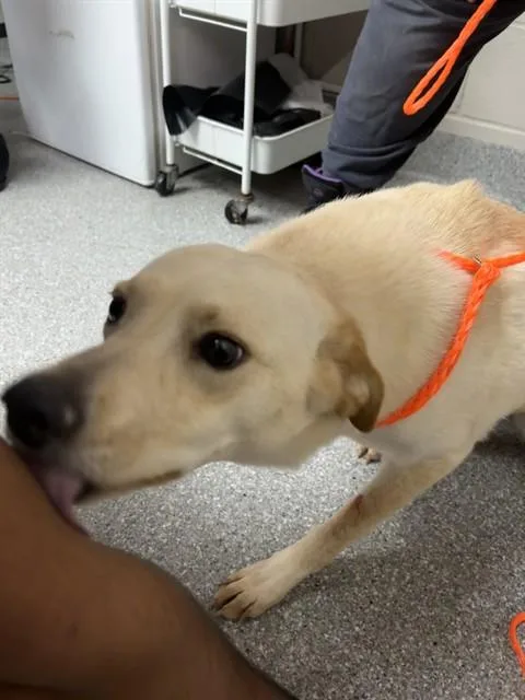 An adult large-sized female Labrador Retriever dog named Wedo for adoption in Pasadena, TX