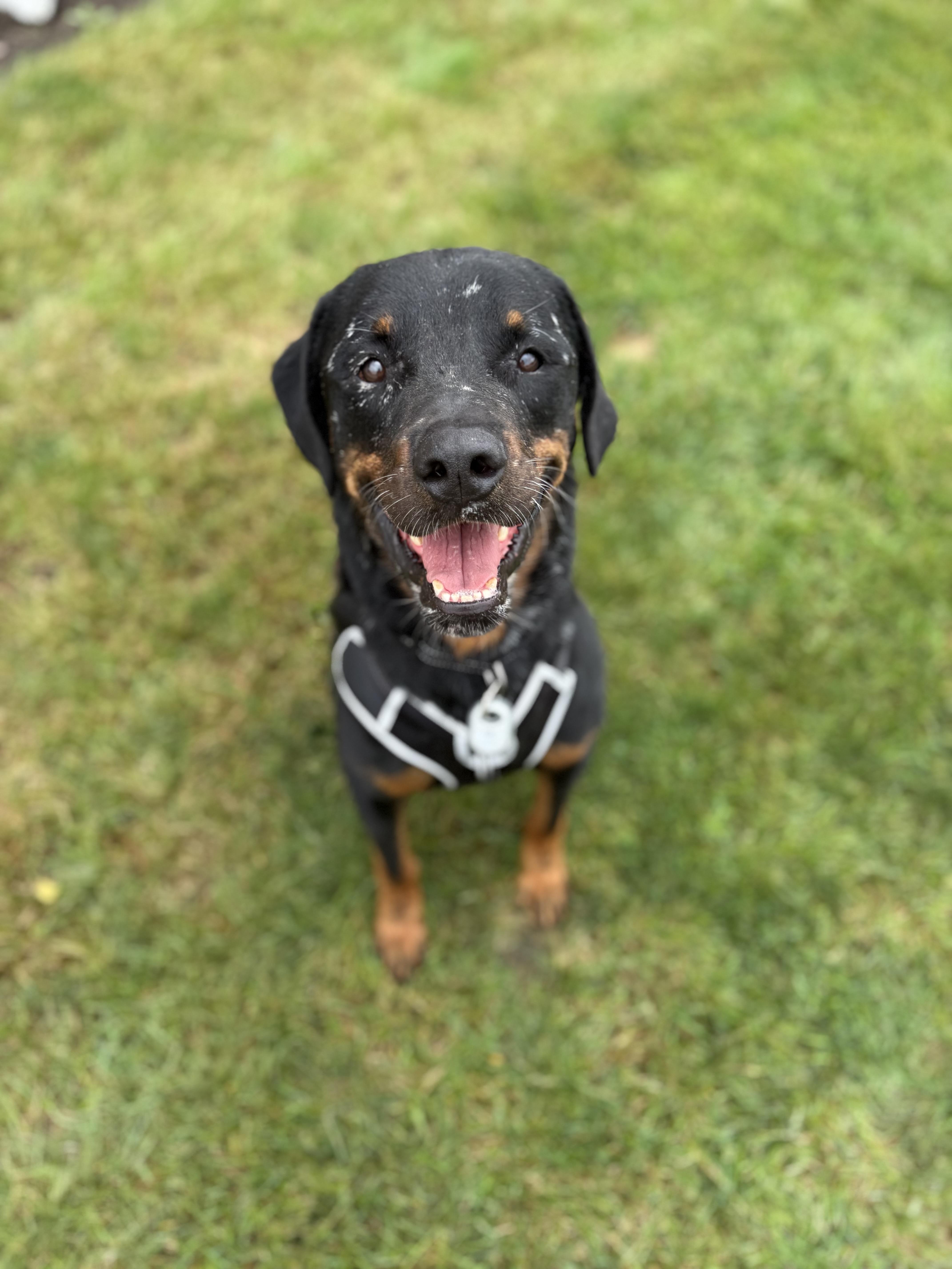 An adult large-sized male Rottweiler dog named Wally for adoption in Schaumburg, IL