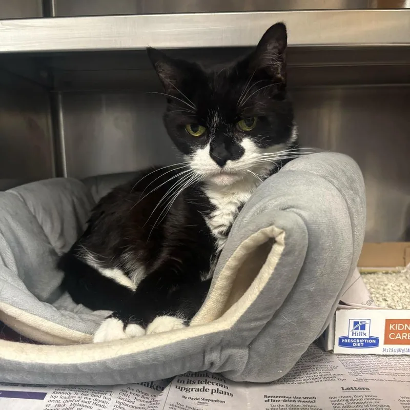 A senior small-sized female Domestic Short Hair cat named Typical Millenial for adoption in Manchester, NH