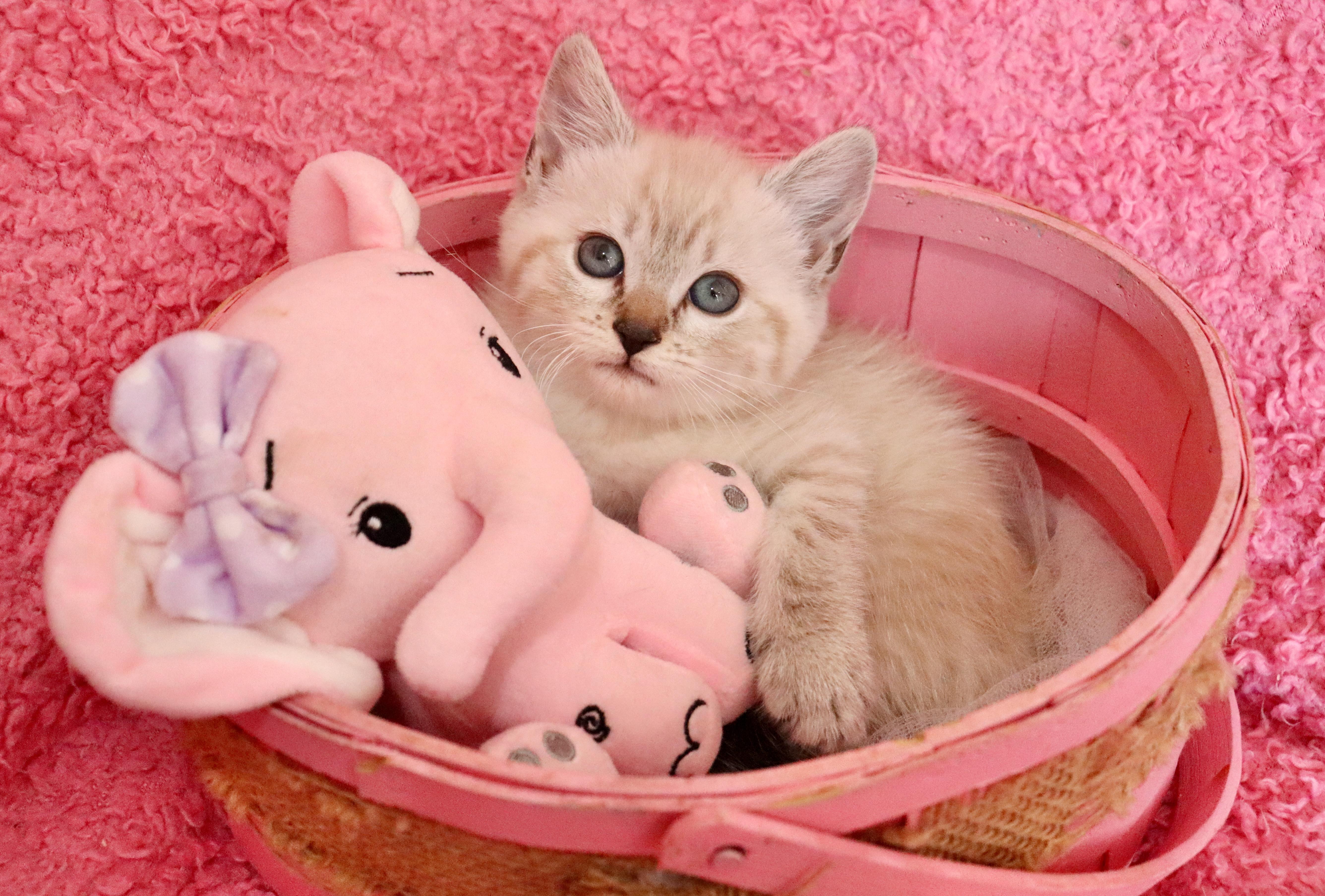 A baby medium-sized female Cream Point Siamese cat named Dragonfly for adoption in Saint Augustine, FL