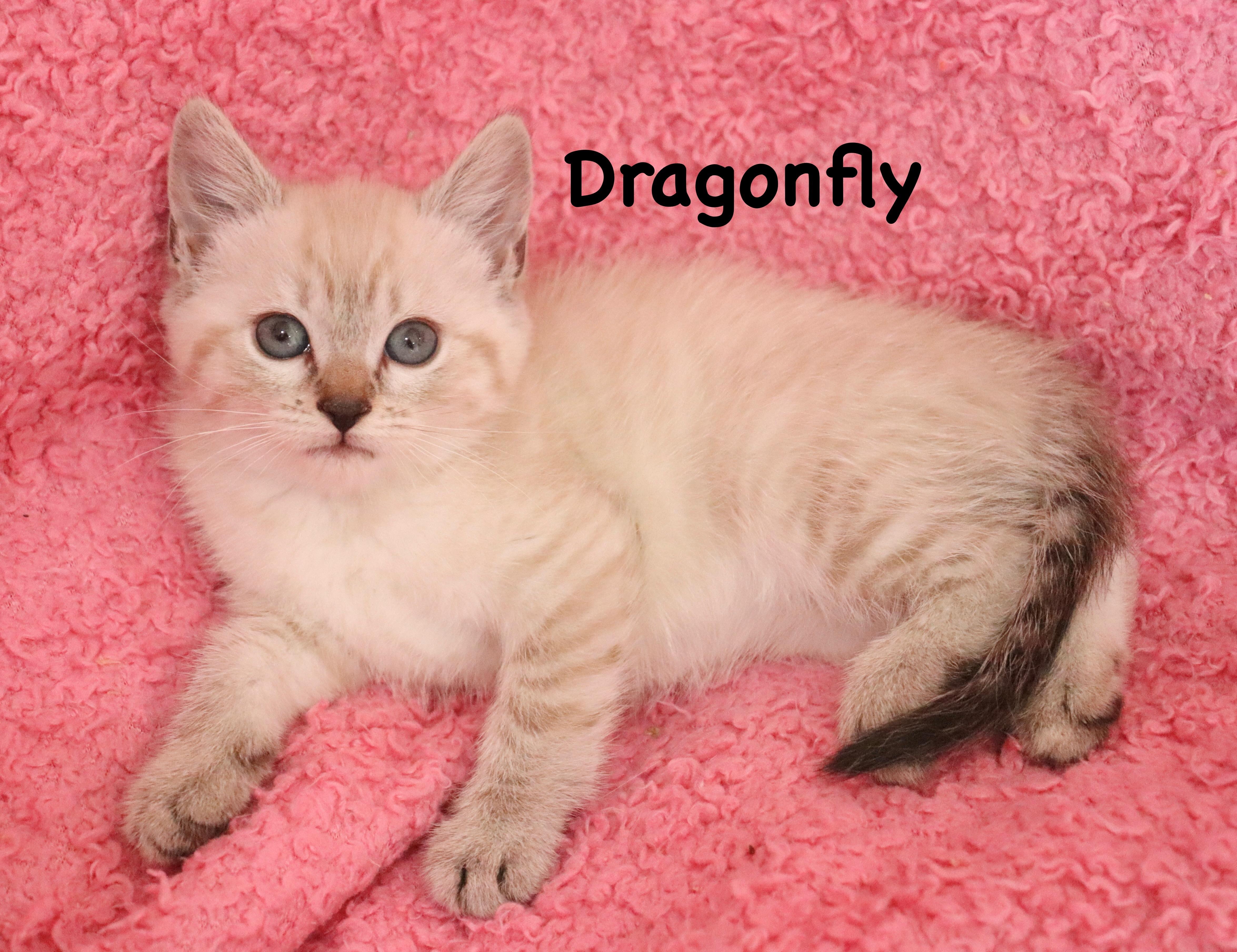 Dragonfly thumbnail 5