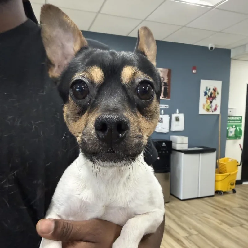 A young small-sized male Chihuahua dog named Stitch for adoption in Newark, NJ