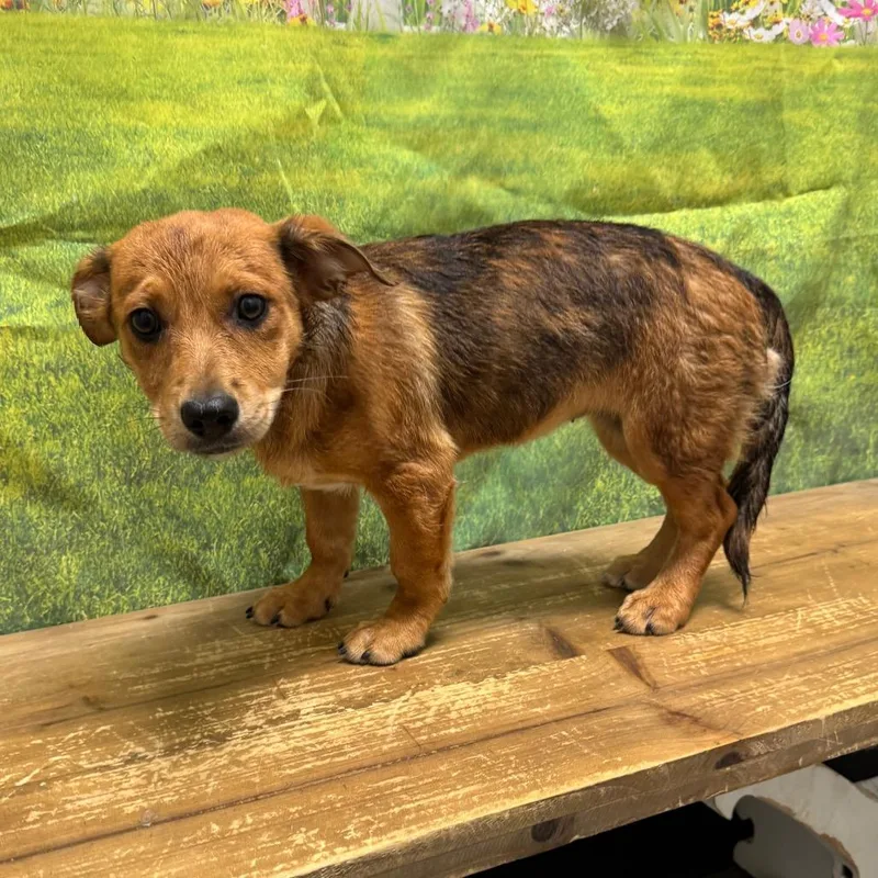 A baby small-sized female Australian Shepherd dog named Pixie for adoption in Normal, IL