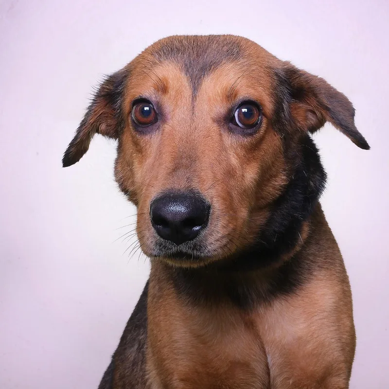 An adult medium-sized female Brown / Chocolate Mixed Breed dog named Canela for adoption in San Juan, PR