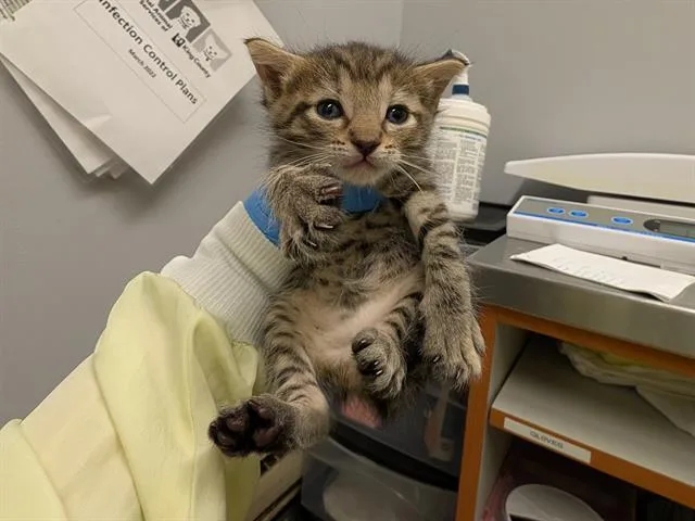 A baby medium-sized female Domestic Short Hair cat named Kiki for adoption in Kent, WA