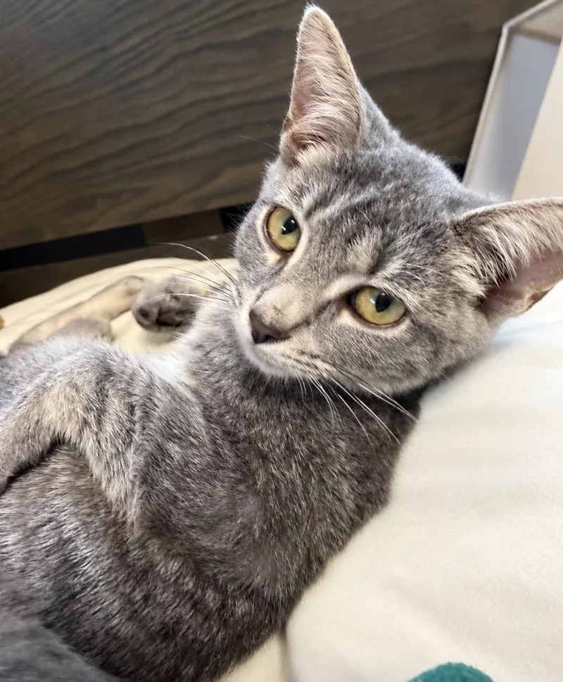 A baby medium-sized female Tabby (Gray / Blue / Silver) Domestic Short Hair cat named Puff for adoption in Maineville, OH