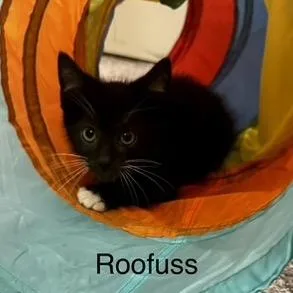 Roofuss thumbnail 3