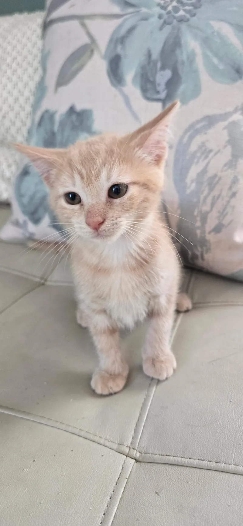 A baby medium-sized female Orange & White Domestic Short Hair cat named Willow for adoption in Valhalla, NY