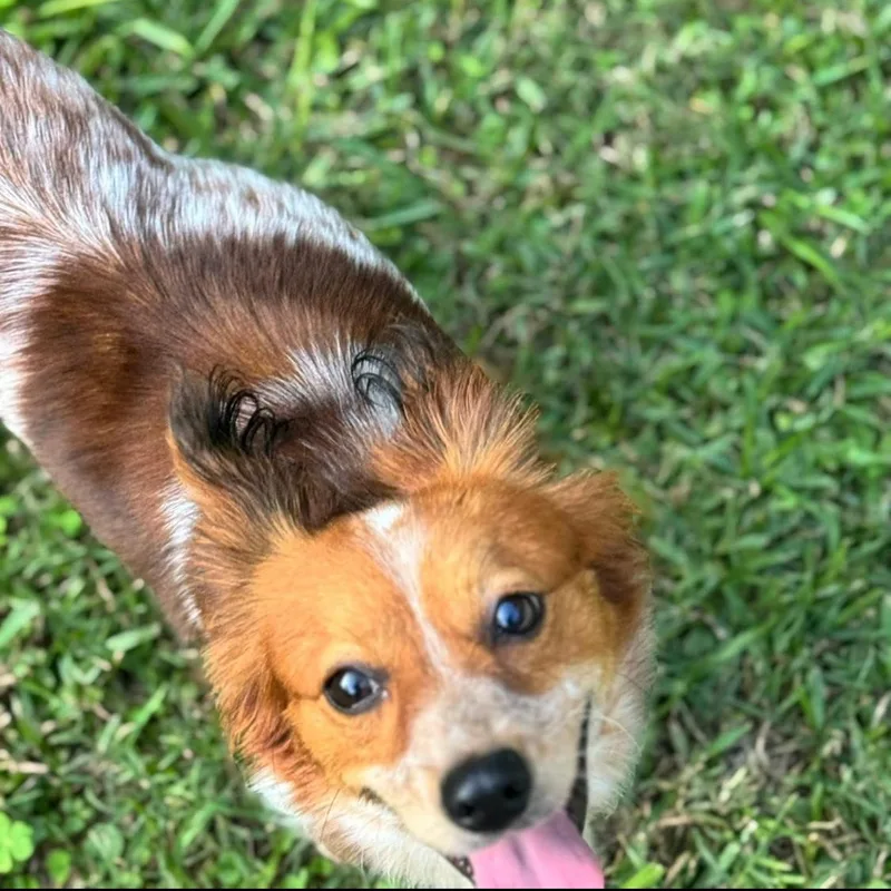Foxy
