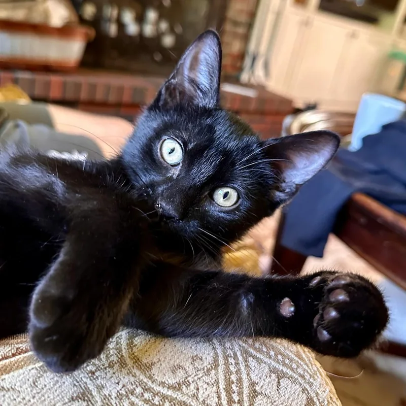 A baby medium-sized male Black Domestic Short Hair cat named Sundance for adoption in East Brunswick, NJ