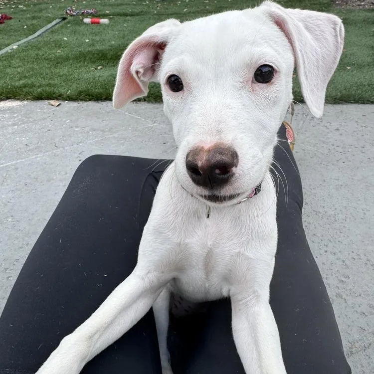 A young medium-sized female White / Cream Mixed Breed dog named Bina for adoption in Seminole, FL