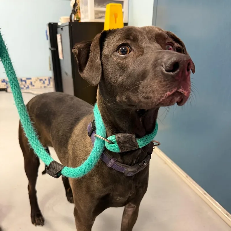 Honey Lovekins thumbnail 2