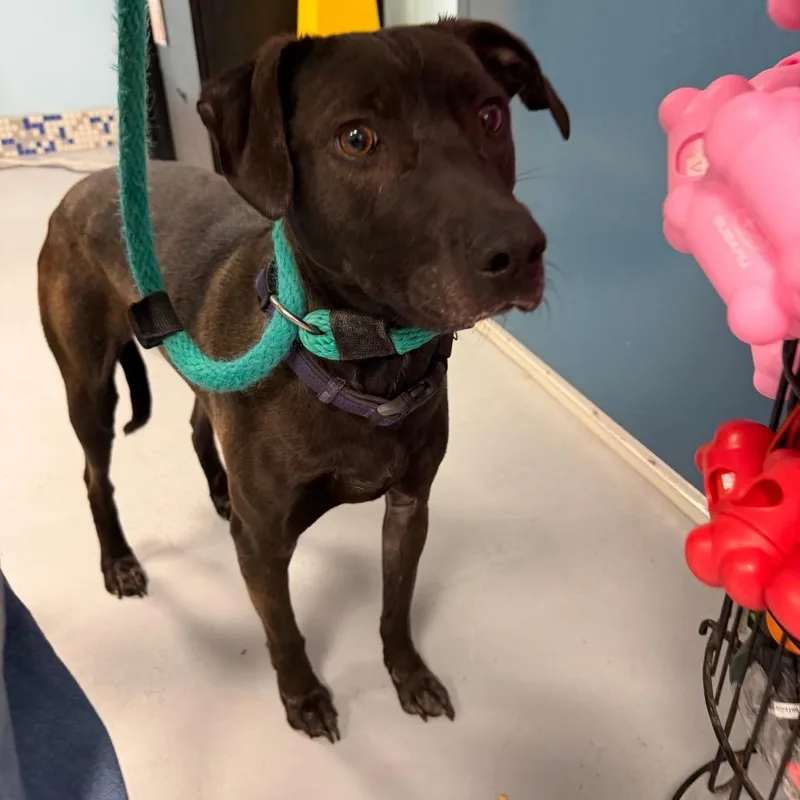 Honey Lovekins thumbnail 3