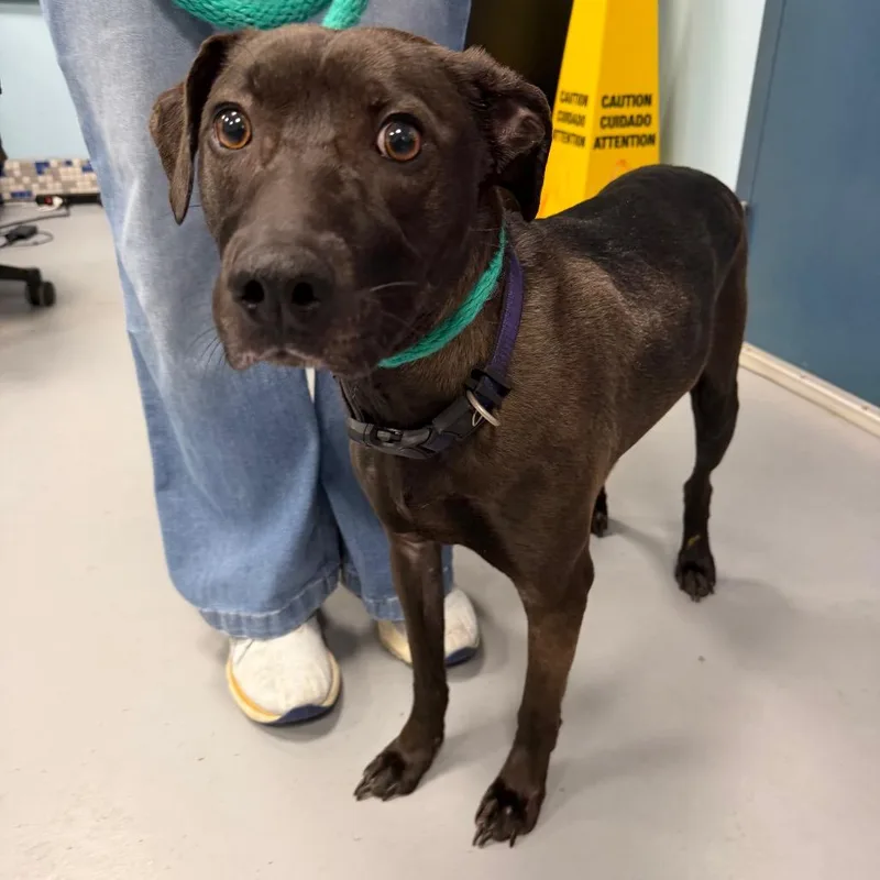 Honey Lovekins thumbnail 4