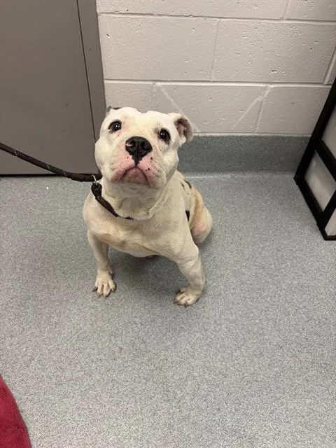 An adult large-sized male Pit Bull Terrier dog named Thor for adoption in Indianapolis, IN