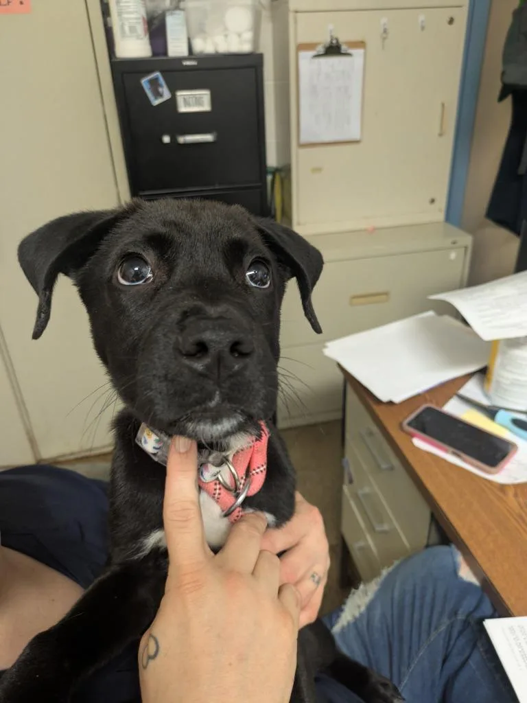 A baby small-sized male Anatolian Shepherd dog named Zeus for adoption in Brownwood, TX