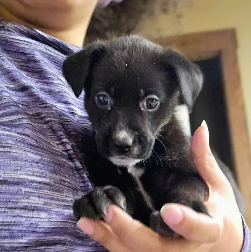 A baby medium-sized female Mixed Breed dog named Doc for adoption in Douglasville, GA