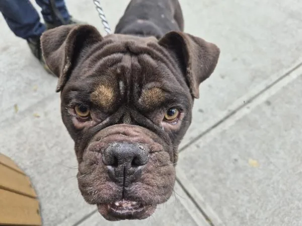 An adult medium-sized male Mixed Breed dog named Kowalski for adoption in New York, NY