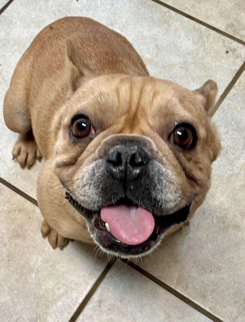 Hazel