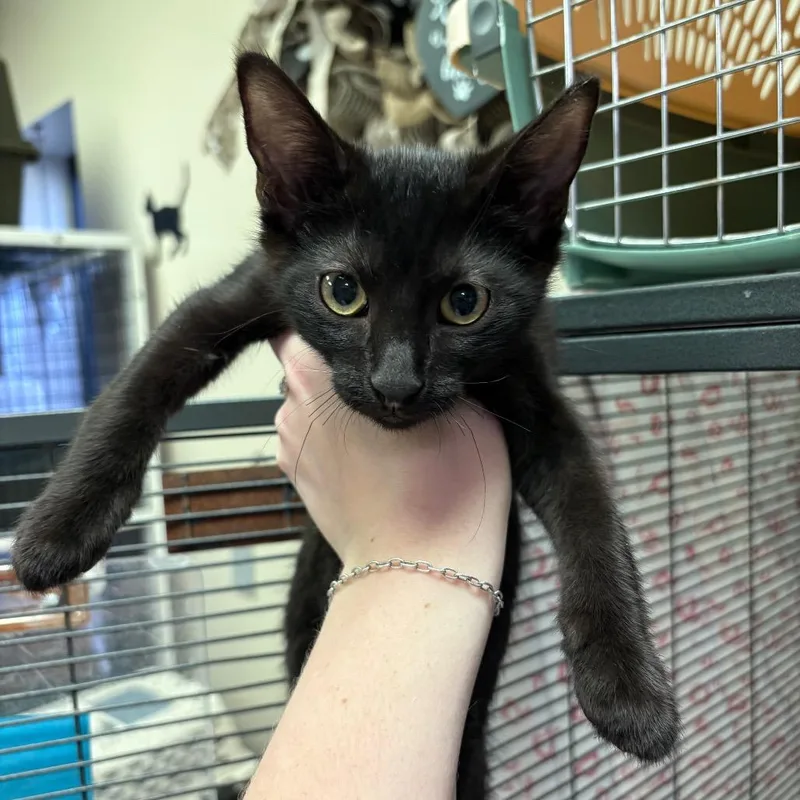 A baby small-sized male Black Domestic Short Hair cat named Forest for adoption in Norfolk, NE