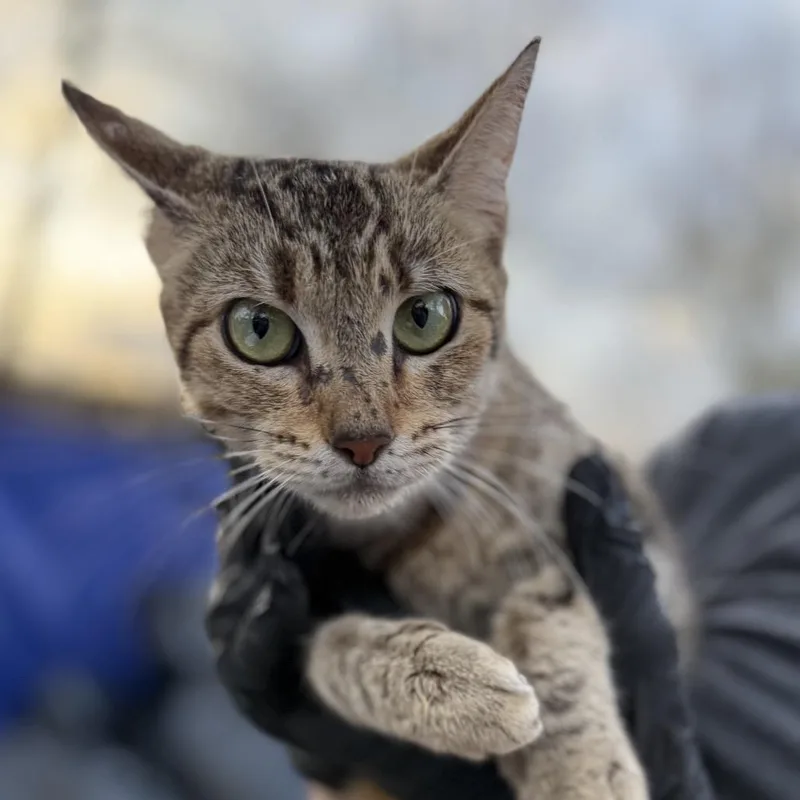 A young medium-sized female Torbie Domestic Short Hair cat named Quarter for adoption in Lucedale, MS