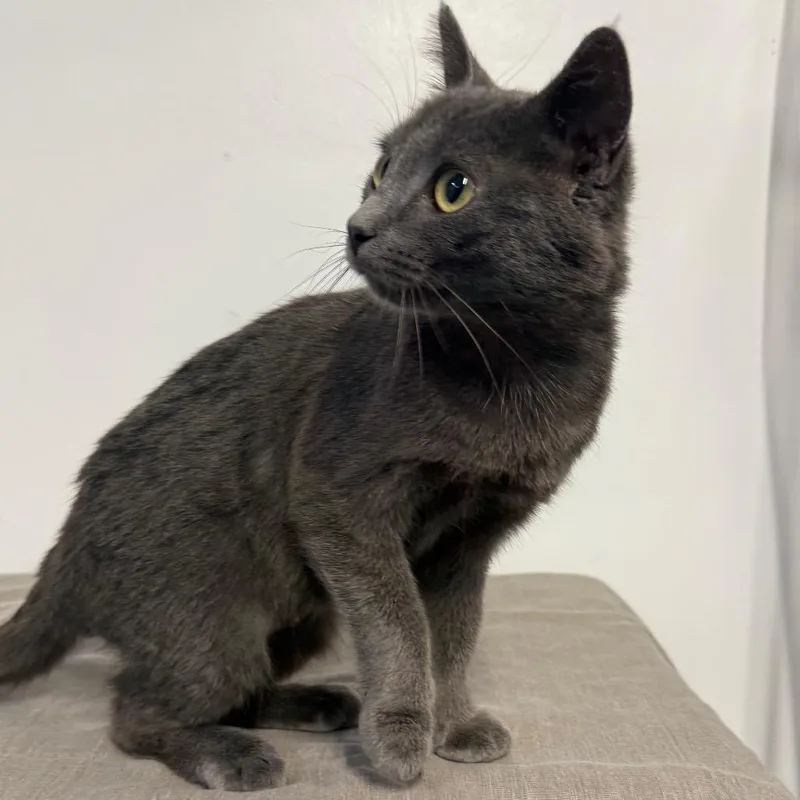 A young medium-sized female Gray / Blue / Silver Domestic Short Hair cat named Nelly Grey for adoption in Eaton Rapids, MI