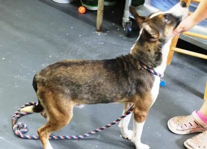 An adult medium-sized male Terrier dog named Stitch for adoption in Picayune, MS