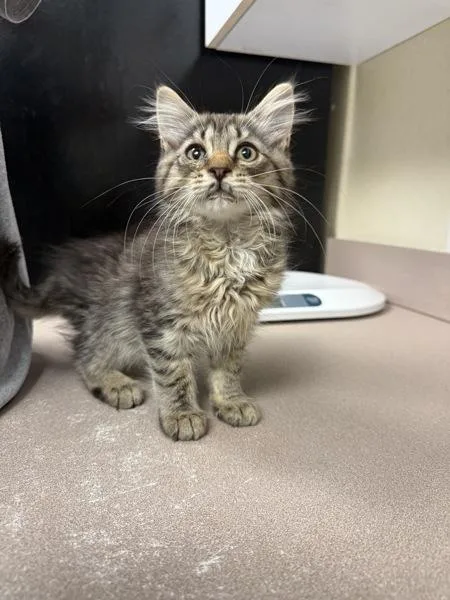 A baby small-sized male Domestic Long Hair cat named Rake for adoption in Salisbury, MD