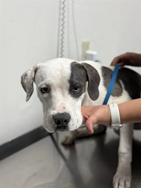 A young medium-sized male Pit Bull Terrier dog named Chance for adoption in Bakersfield, CA