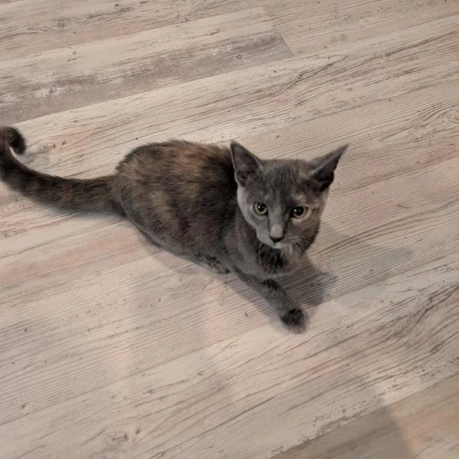 Wisp  Home To thumbnail 2