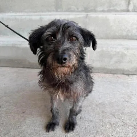 An adult small-sized male Black Terrier dog named Chiquilin for adoption in Bend, OR