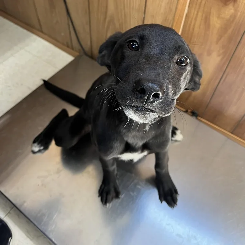 A baby small-sized female Black Mixed Breed dog named Rhea for adoption in Columbiana, AL