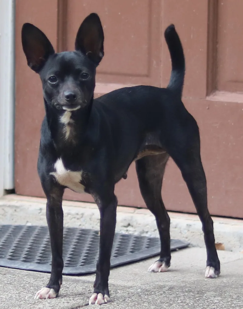 An adult small-sized female Black Chihuahua dog named Laverne for adoption in Cedartown, GA