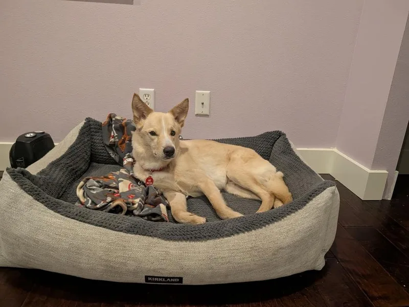 An adult medium-sized male German Shepherd Dog dog named Treble for adoption in Bellingham, WA