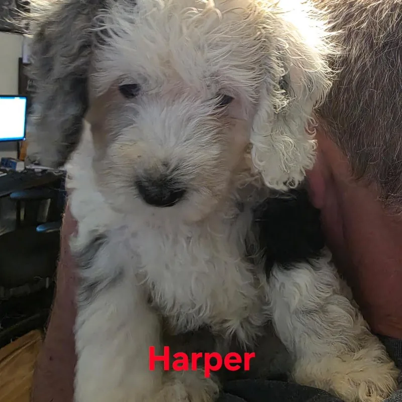 Harperpartially deaf thumbnail 3